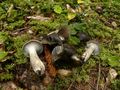 Hygrophorus camarophyllus